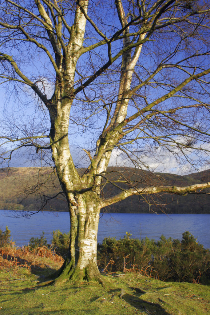 ENGLAND, Cumbria, Lake District National Park. Afternoon light illuminates the winter features of a tree near coniston water