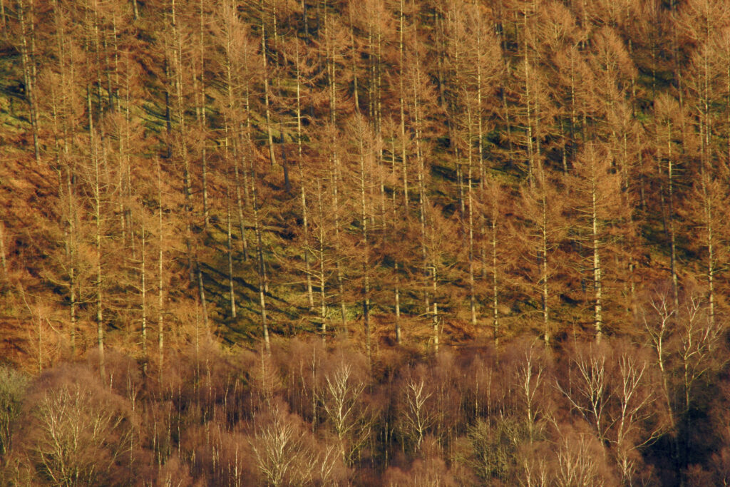 ENGLAND, Cumbria, Lake District National Park. Soft afternoon light illuminates woodland near the banks of Coniston Water.