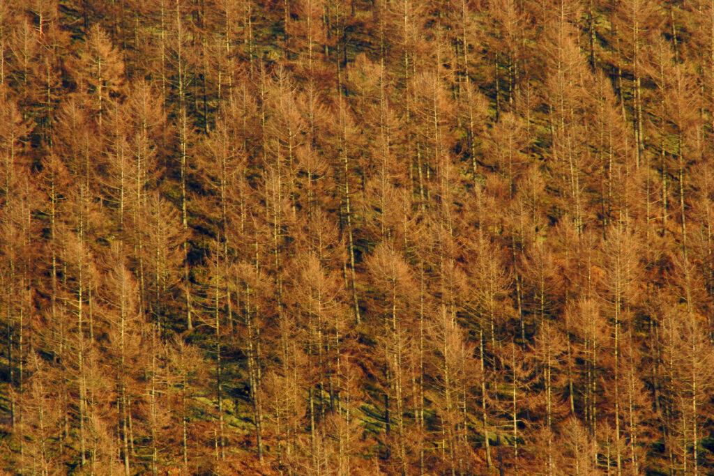 ENGLAND, Cumbria, Lake District National Park. Soft afternoon light illuminates woodland near the banks of Coniston Water.
