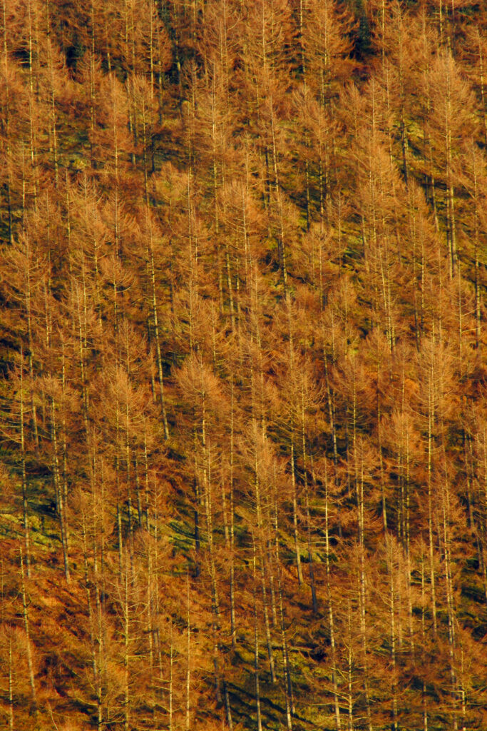 ENGLAND, Cumbria, Lake District National Park. Soft afternoon light illuminates woodland near the banks of Coniston Water.