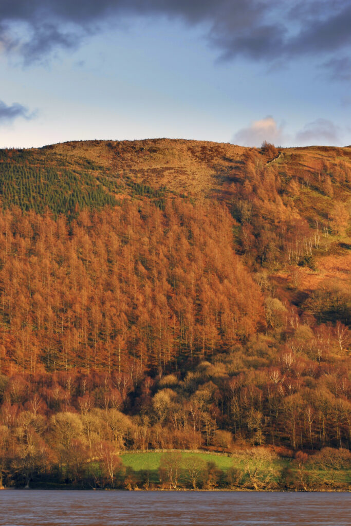 ENGLAND, Cumbria, Lake District National Park. Soft afternoon light illuminates woodland near the banks of Coniston Water.