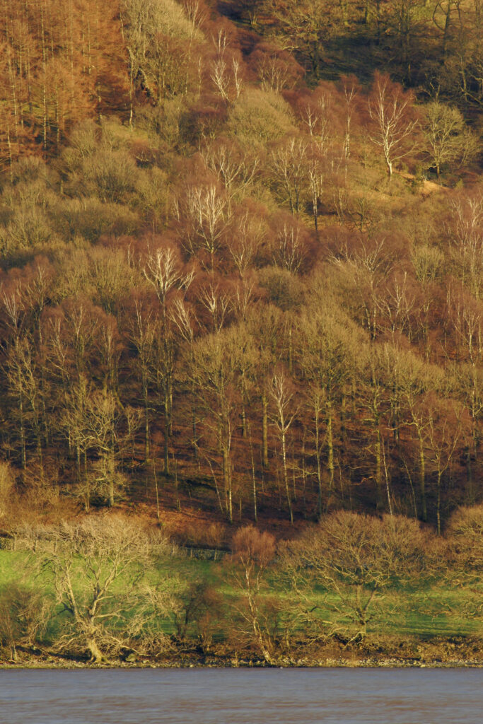 ENGLAND, Cumbria, Lake District National Park. Soft afternoon light illuminates woodland near the banks of Coniston Water.