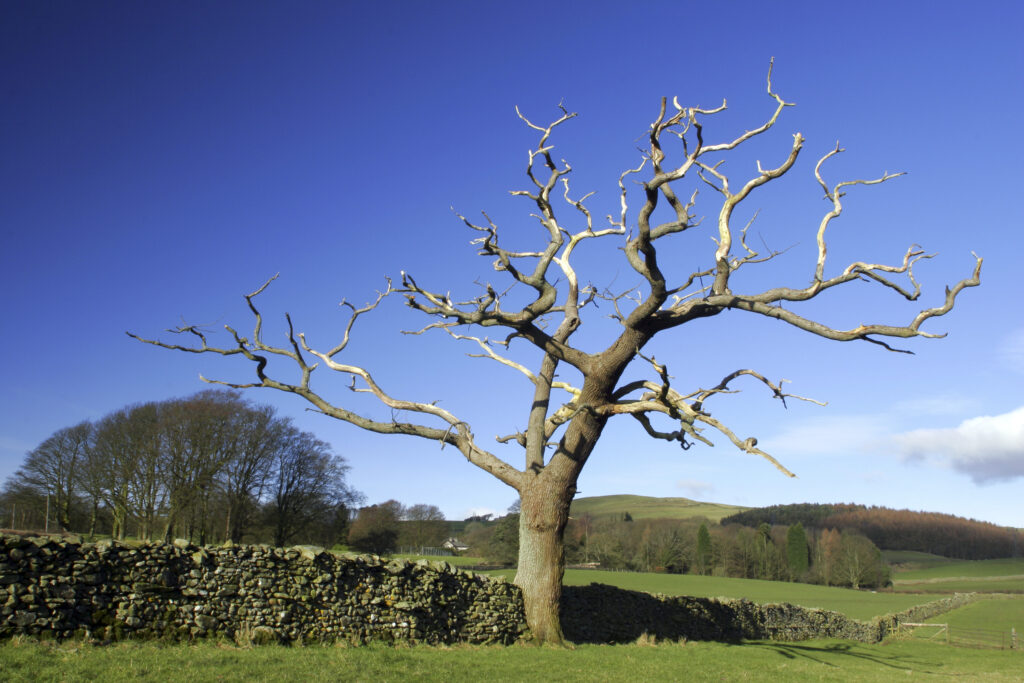ENGLAND, Cumbria, Ulverston. A dead tree viewed from path heading to Old Hall Farm, on the Cumbria Way