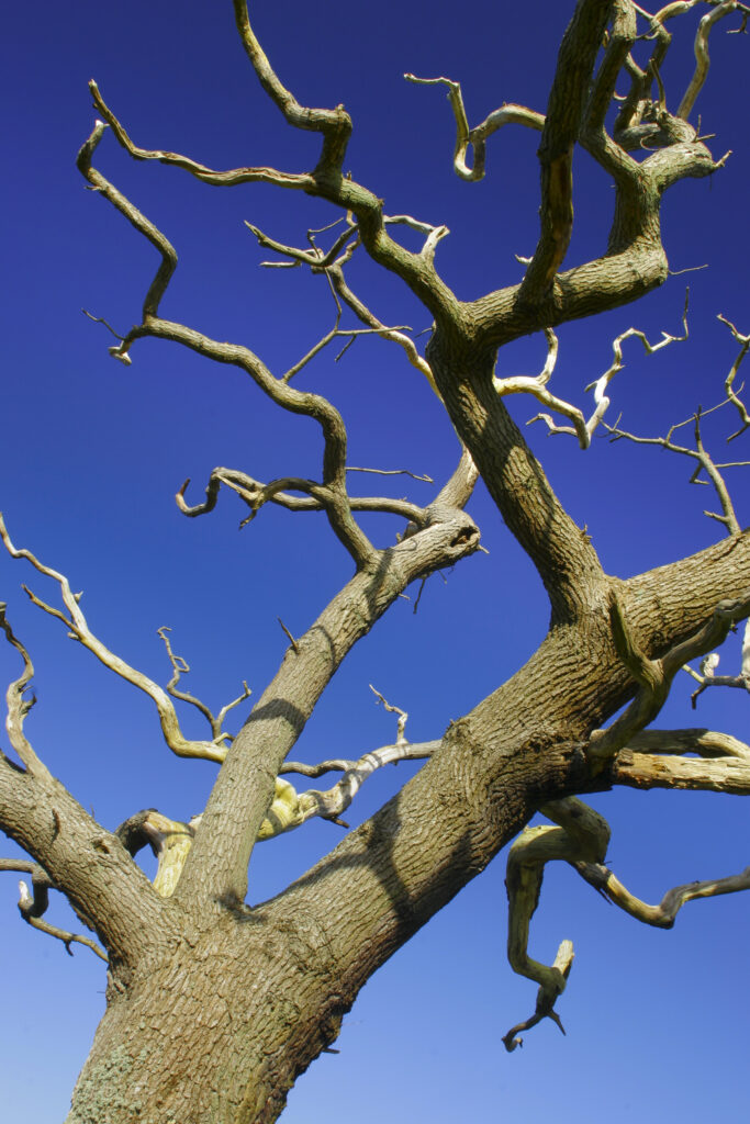ENGLAND, Cumbria, Ulverston. A dead tree viewed from path heading to Old Hall Farm, on the Cumbria Way