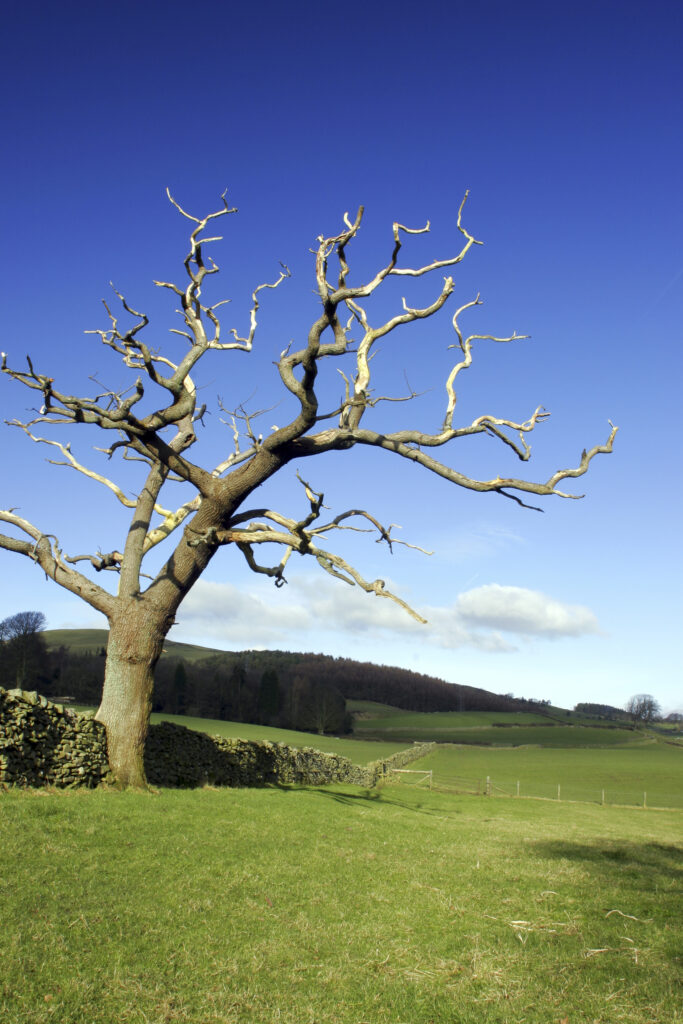 ENGLAND, Cumbria, Ulverston. A dead tree viewed from path heading to Old Hall Farm, on the Cumbria Way