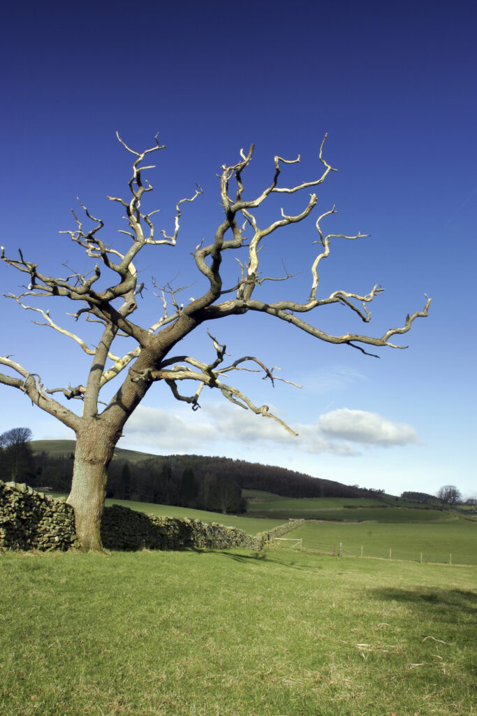 ENGLAND, Cumbria, Ulverston. A dead tree viewed from path heading to Old Hall Farm, on the Cumbria Way