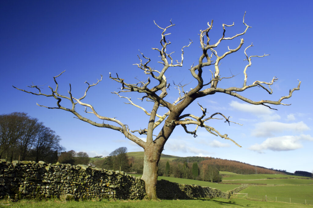 ENGLAND, Cumbria, Ulverston. A dead tree viewed from path heading to Old Hall Farm, on the Cumbria Way