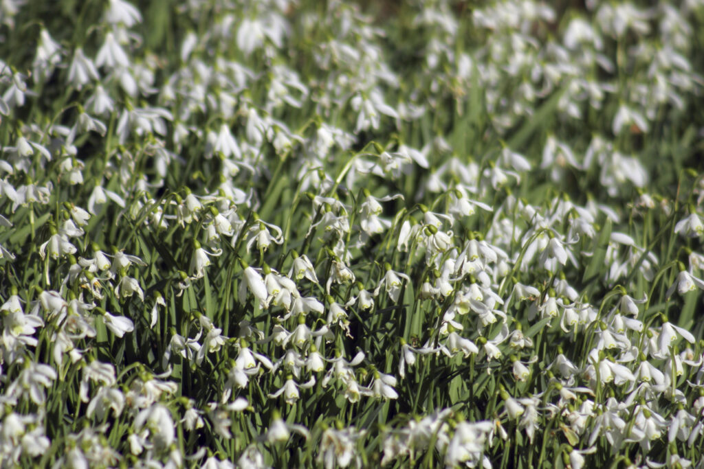 ENGLAND, Cumbria, Ulverston. A display of snowdrops near the Cumbria Way long distance track.
