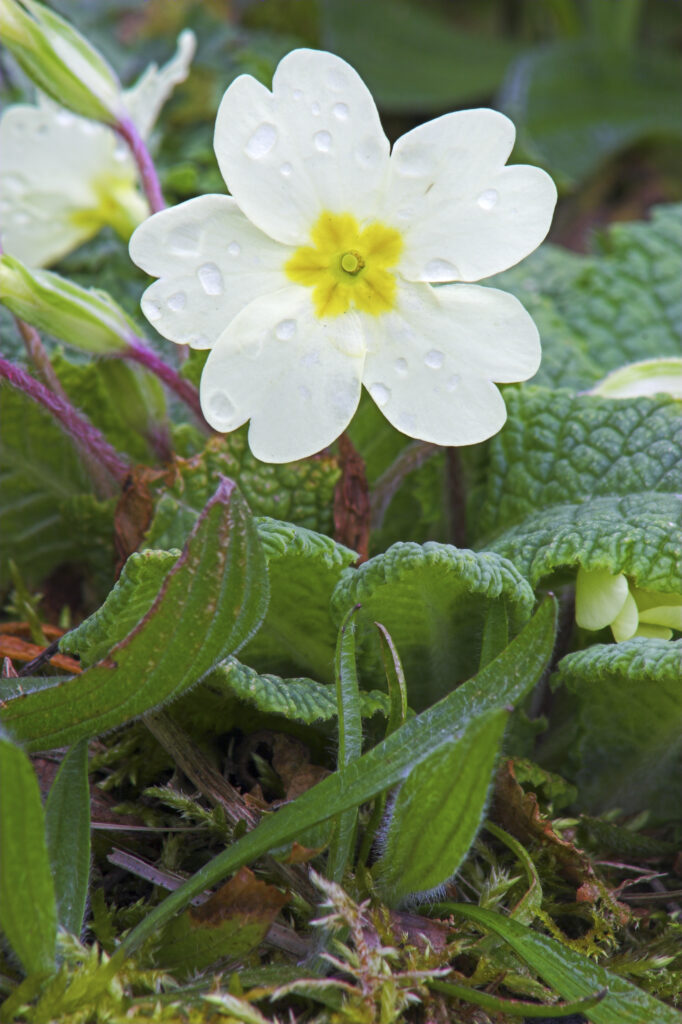 Scotland, Scottish Highlands, Primrose. A wild primrose (Primula Vulgaris) photographed in April.