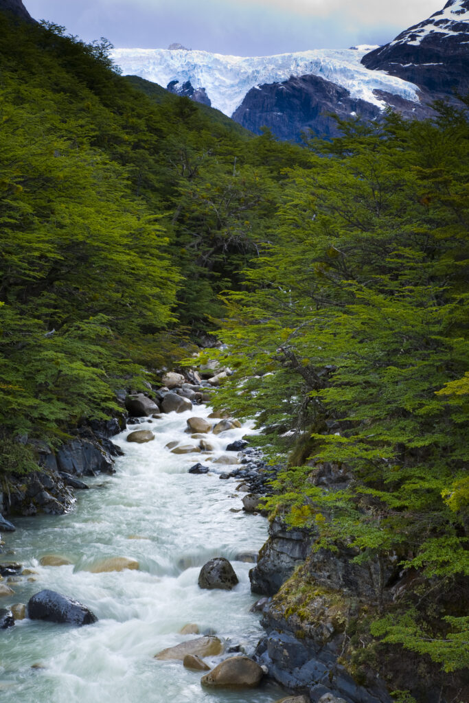 Chile, Southern Patagonia, Torres Del Paine National Park. Glacial fed river downstream of the Perros Glaciar, flowing through typical Patagonian woodland.