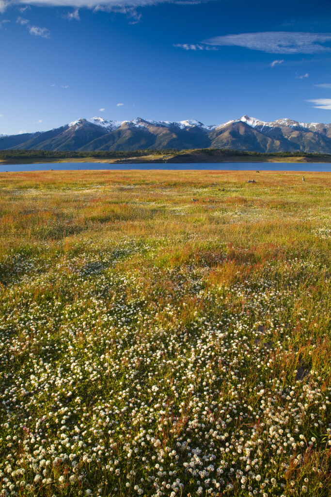 Argentina, Patagonia, Los Glaciares National Park. Wild flower meadow and Lake Roca, situated amidst a mountain backdrop.