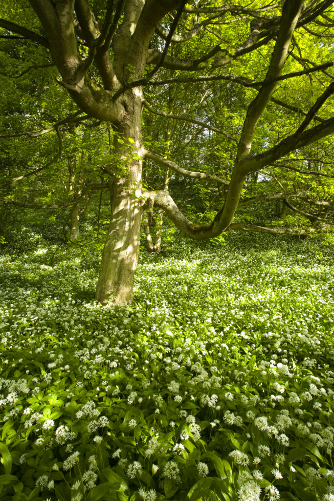 England, Northumberland, Plessey Woods Country Park / Blagdon Estate.. A blanket of ramsons (wild garlic) within the Blagdon Estate.