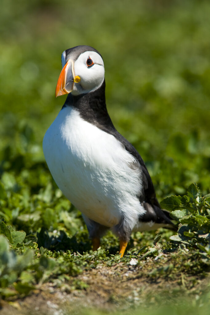 England, Northumberland, Farne Islands. A single puffin (Fratticula artica) on the Inner Farne Island.