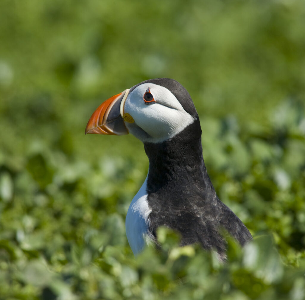 England, Northumberland, Farne Islands. A single puffin (Fratticula artica) on the Inner Farne Island.