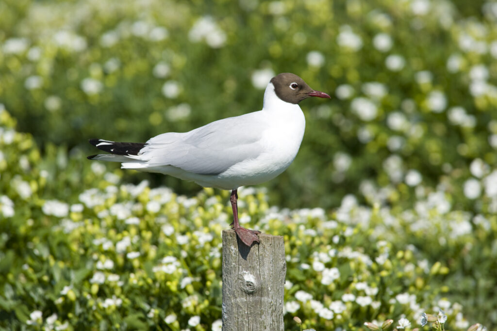 England, Northumberland, Farne Islands. Black-headed Gull (Larus ridibundus) adult perched on a post above Puffin burrows.