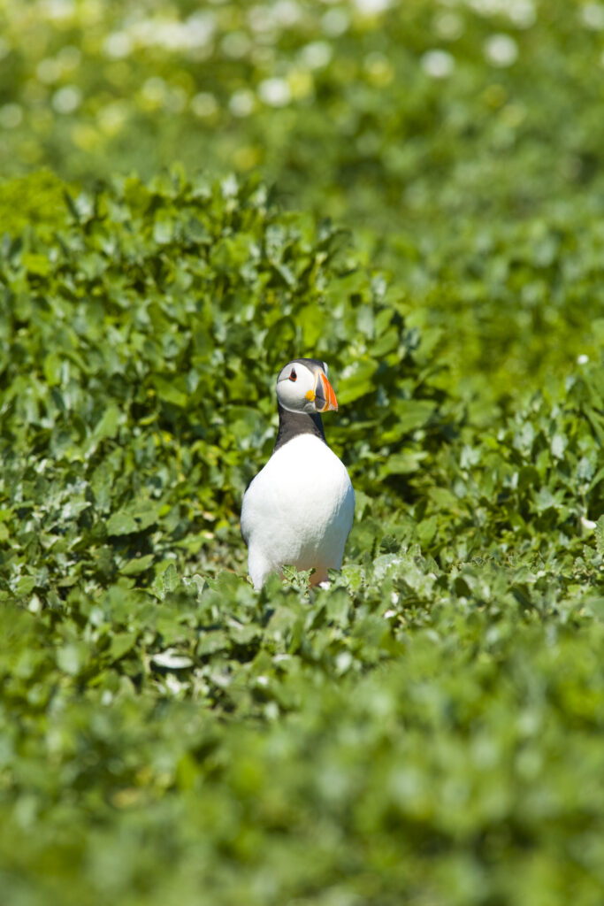 England, Northumberland, Farne Islands. A single puffin (Fratticula artica) on the Inner Farne Island.