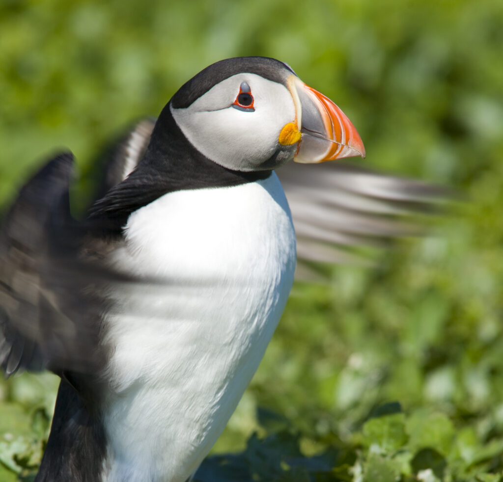 England, Northumberland, Farne Islands. A single puffin (Fratticula artica) on the Inner Farne Island.