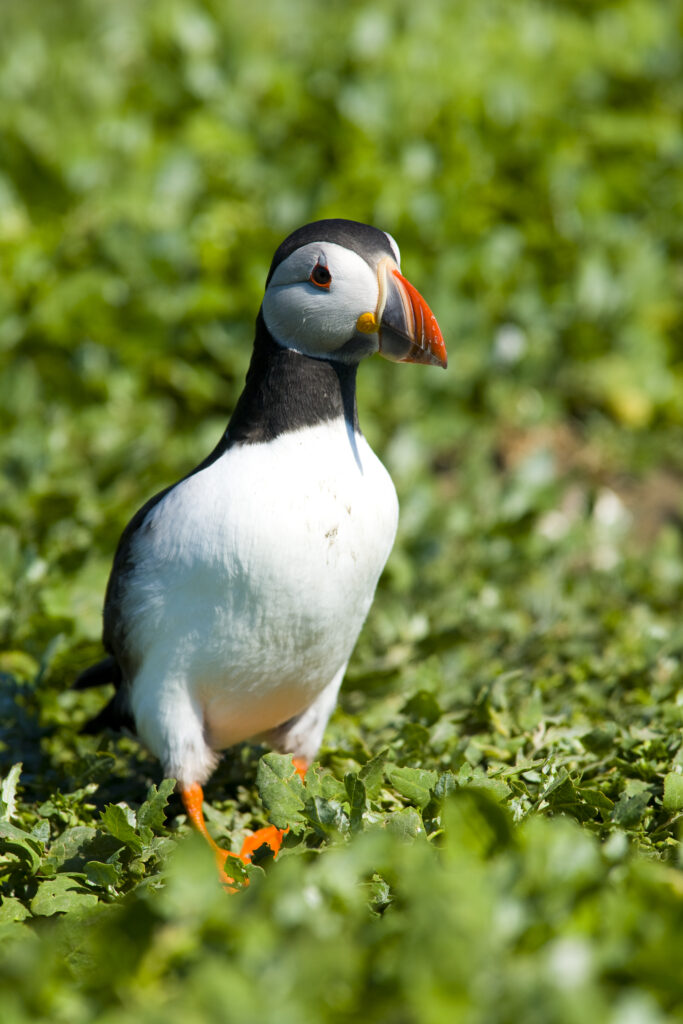 England, Northumberland, Farne Islands. A single puffin (Fratticula artica) on the Inner Farne Island.