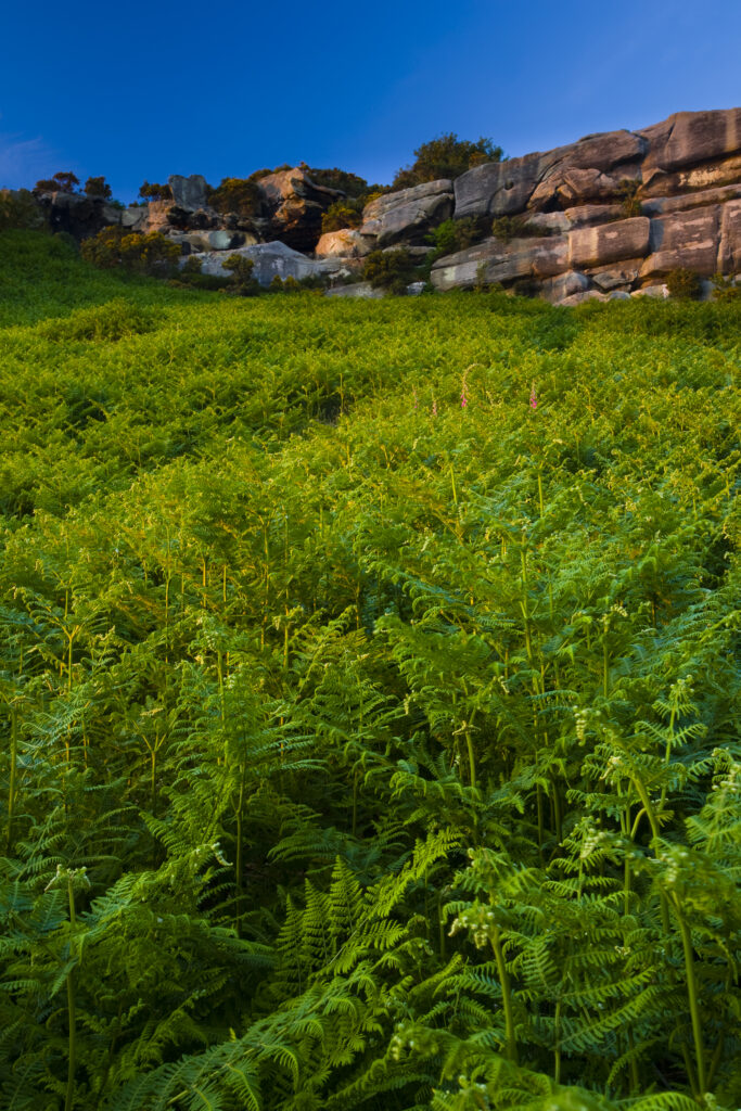 England, Northumberland, Kyloe Hills. Native ferns below an impressive Sandstone ridge formation found on the Kyloe Hills.