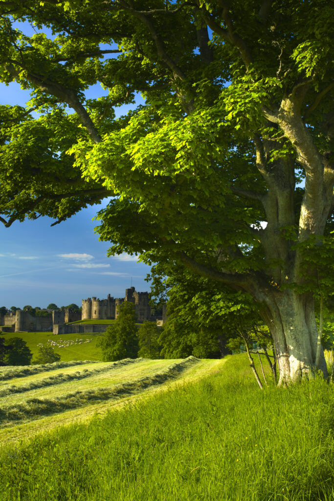 England, Northumberland, Alnwick. Alnwick castle viewed from farmland, the castle is one of the finest medieval castles to be found in England. Often referred as 'The Windsor of the North', it was also a Harry Potter Movie set.