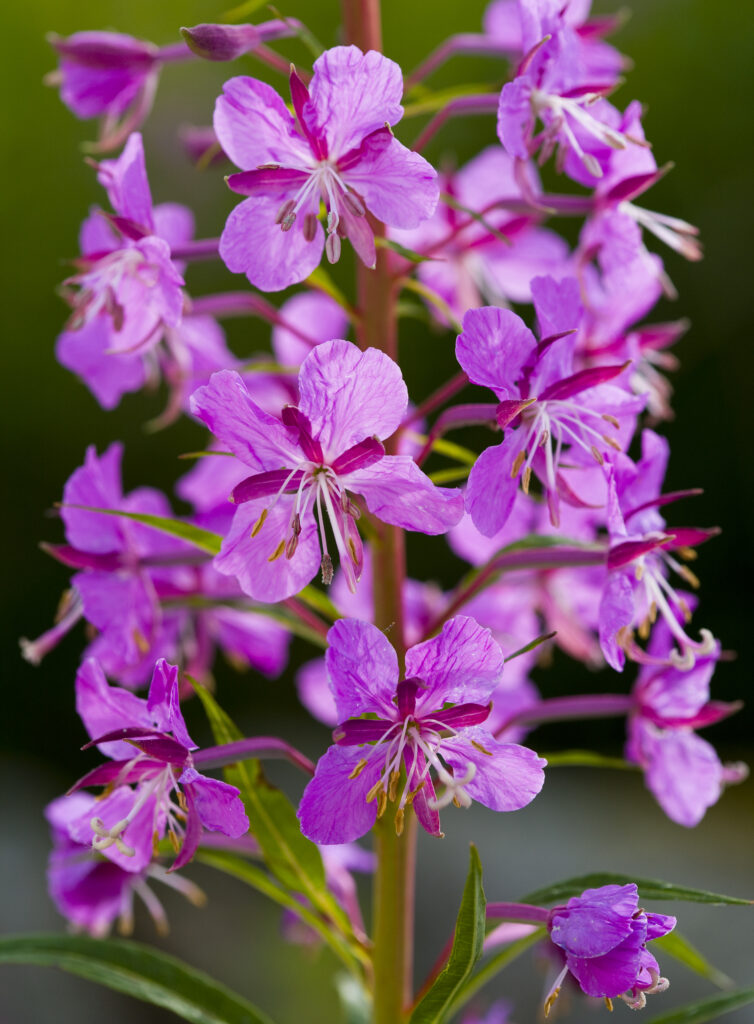 England, Northumberland, Blanchland. Rosebay Willowherb (Epilobium angustifolium) growing alongside a country lane.
