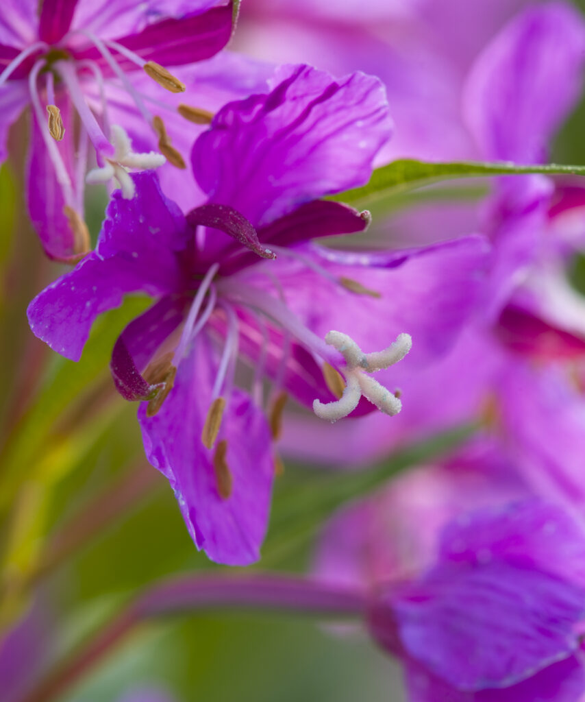 England, Northumberland, Blanchland. Rosebay Willowherb (Epilobium angustifolium) growing alongside a country lane.