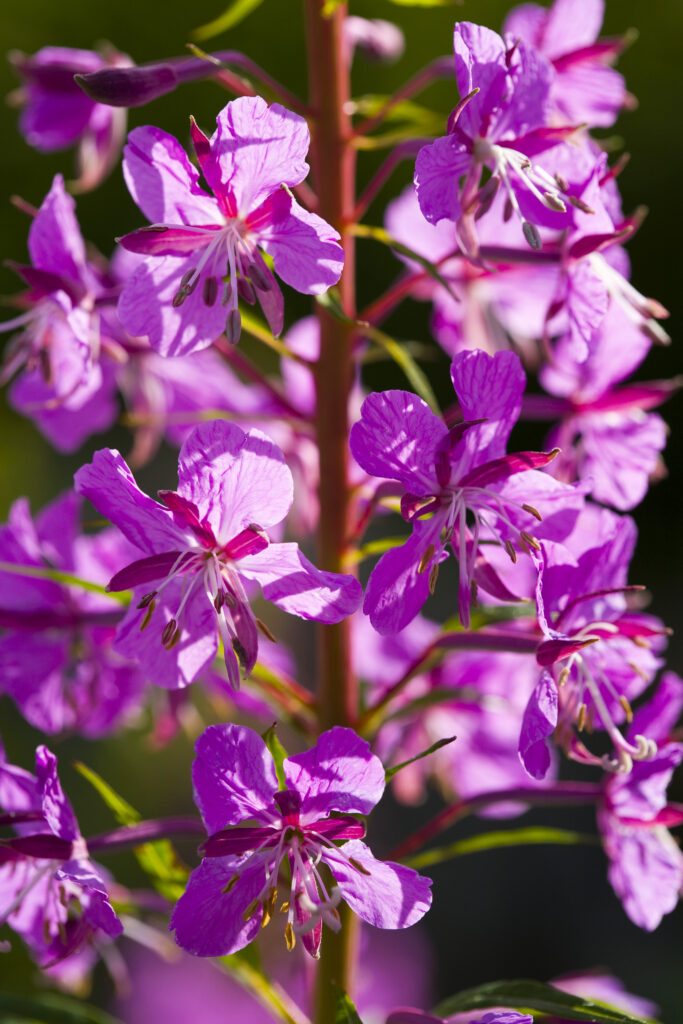 England, Northumberland, Blanchland. Rosebay Willowherb (Epilobium angustifolium) growing alongside a country lane.