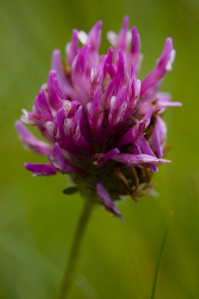 England, Northumberland, Blanchland. Clover, growing alongside a country lane.