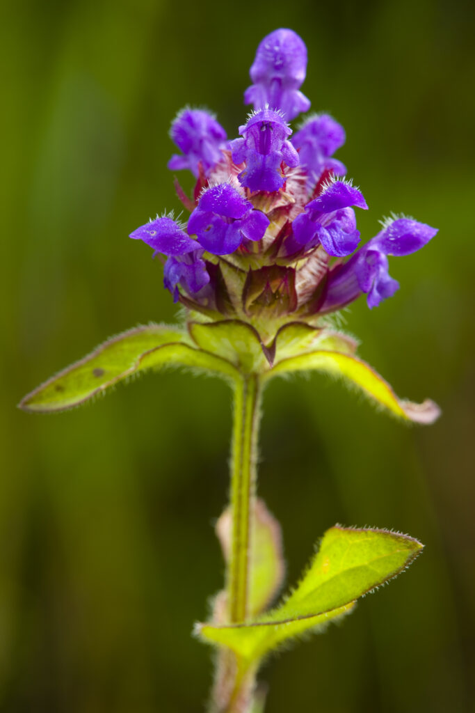 England, Northumberland, Blanchland. Selfheal (Prunella vulgaris), growing alongside a country lane.