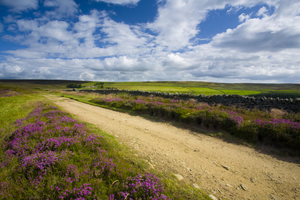 England, Northumberland, Blanchland. Flowering heather on Birkside Fell - part of the North Pennines Area of Outstanding Natural Beauty.