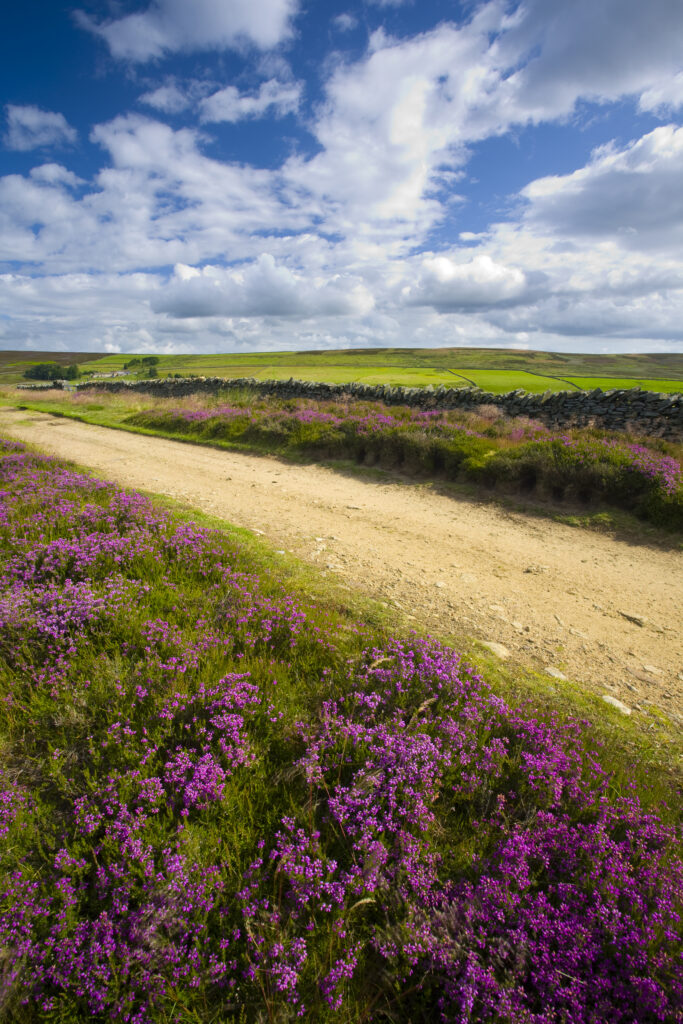 England, Northumberland, Blanchland. Flowering heather on Birkside Fell - part of the North Pennines Area of Outstanding Natural Beauty.