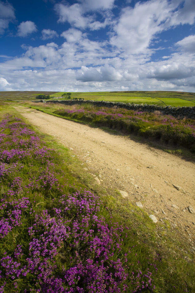 England, Northumberland, Blanchland. Flowering heather on Birkside Fell - part of the North Pennines Area of Outstanding Natural Beauty.
