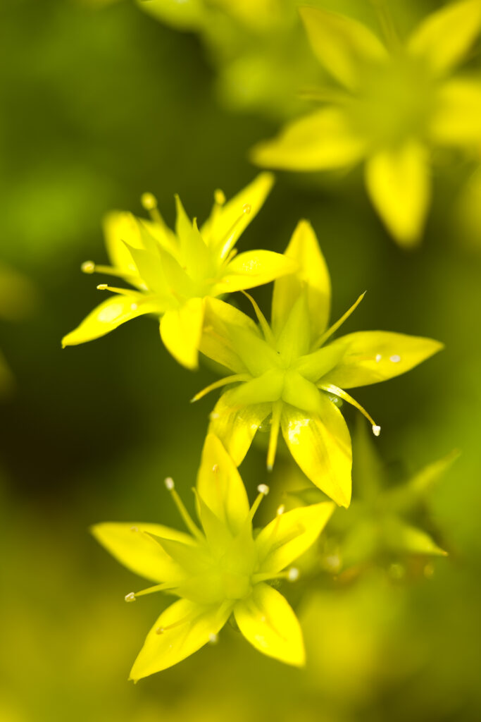 England, Northumberland, Blanchland. Biting stonecrop (Sedum acre) growing on a stone wall near the picturesque village of Blanchland in the North Pennines Area of Outstanding Natural Beauty.