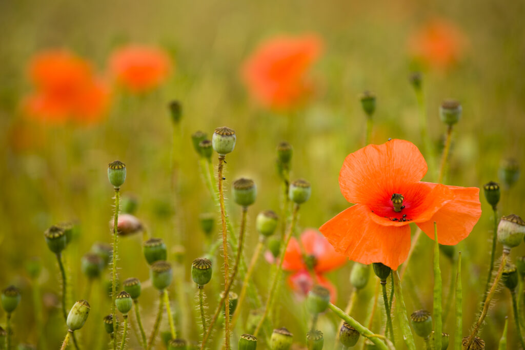 England, Northumberland, Corbridge. Field or Corn poppies (Papaver rhoeas) growing in a field near Corbridge.
