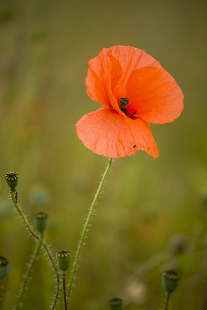 England, Northumberland, Corbridge. Field or Corn poppy (Papaver rhoeas) growing in a field near Corbridge.