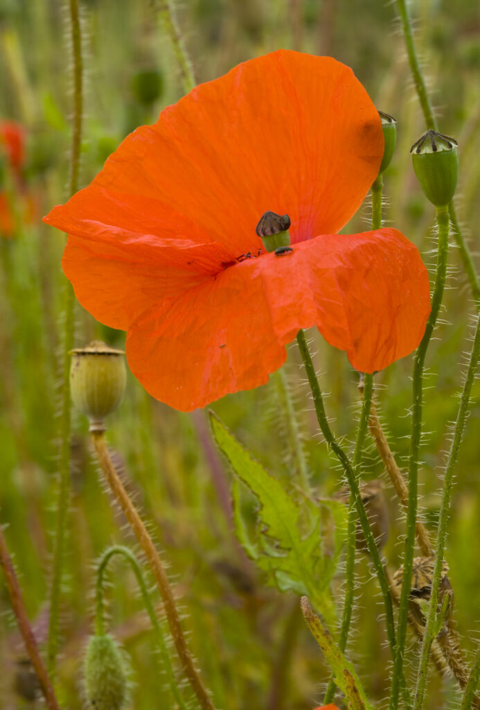 England, Northumberland, Corbridge. Field or Corn poppy (Papaver rhoeas) growing in a field near Corbridge.