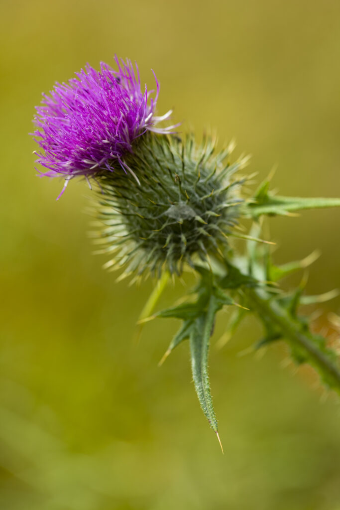 England, Northumberland, Corbridge. Spear Thistle (Circium vulgare) growing in a field near Corbridge.