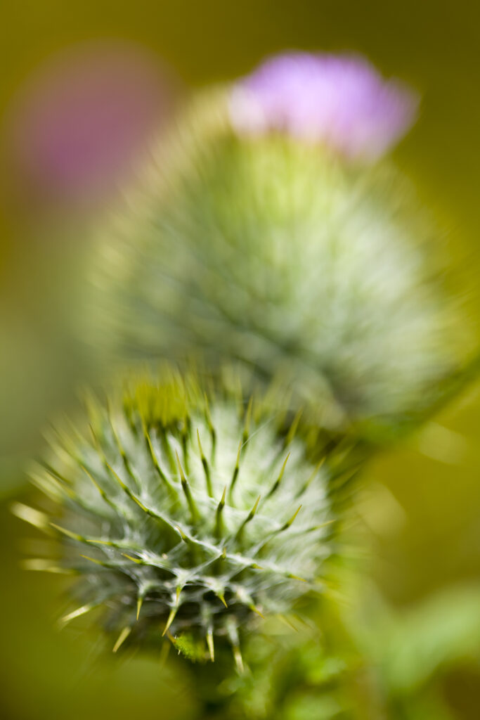England, Northumberland, Corbridge. Spear Thistle (Circium vulgare) growing in a field near Corbridge.