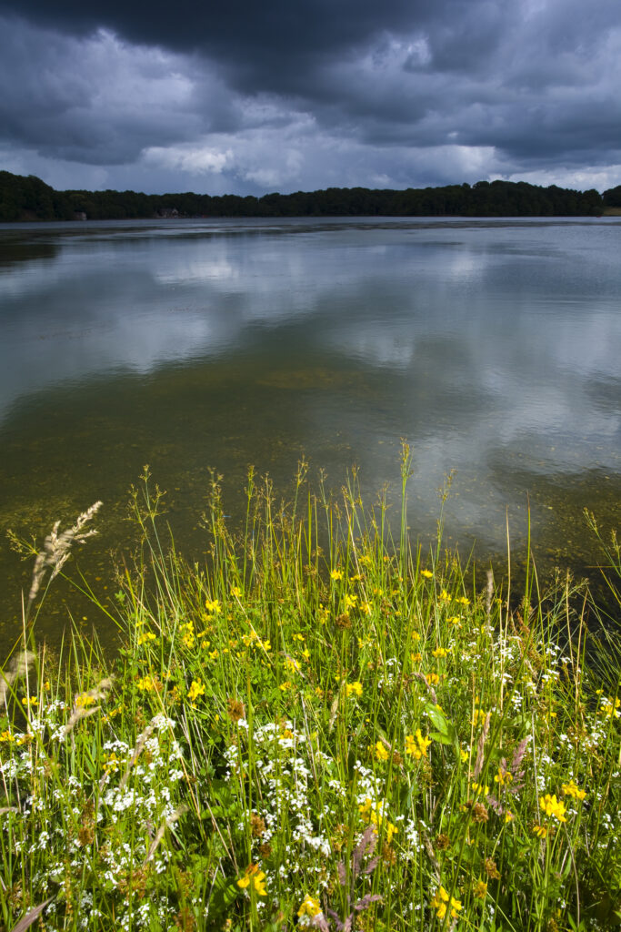 England, Cumbria, Talkin Tarn Country Park. A brief break in the storm clouds bathes wild flowers on the banks of the Talkin Tarn.