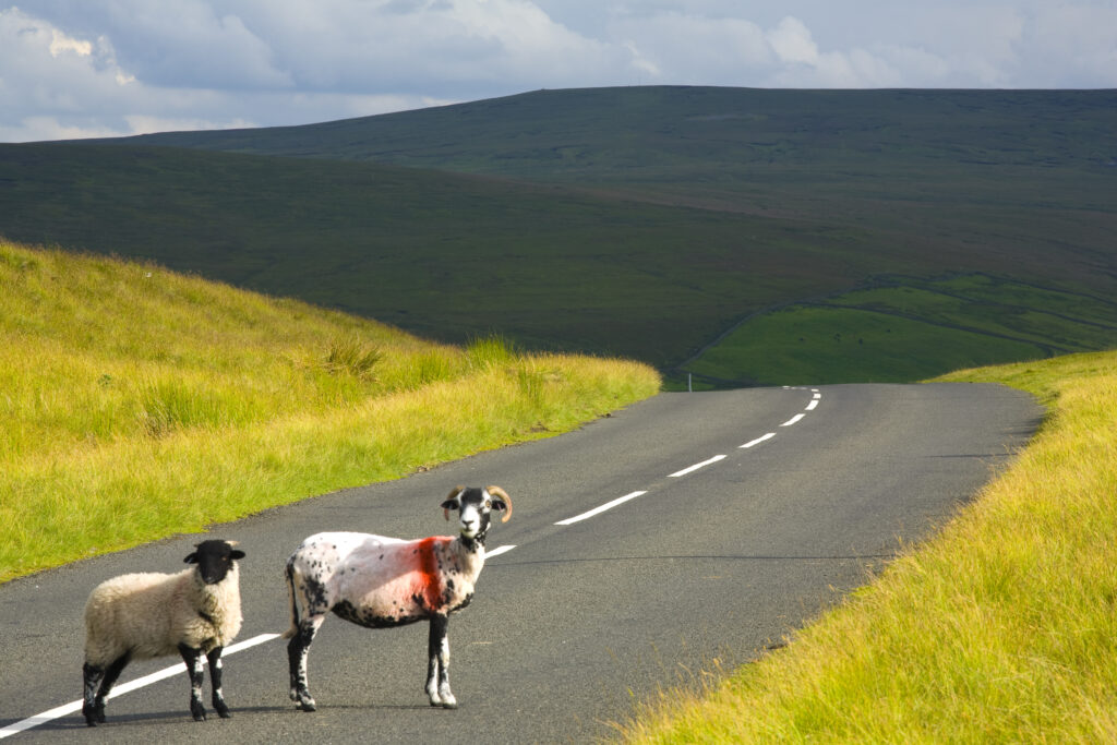 England, Northumberland, North Pennines. Sheep crossing a country road running through dramatic Pennine scenery, in the North Pennines Area of Outstanding Beauty.