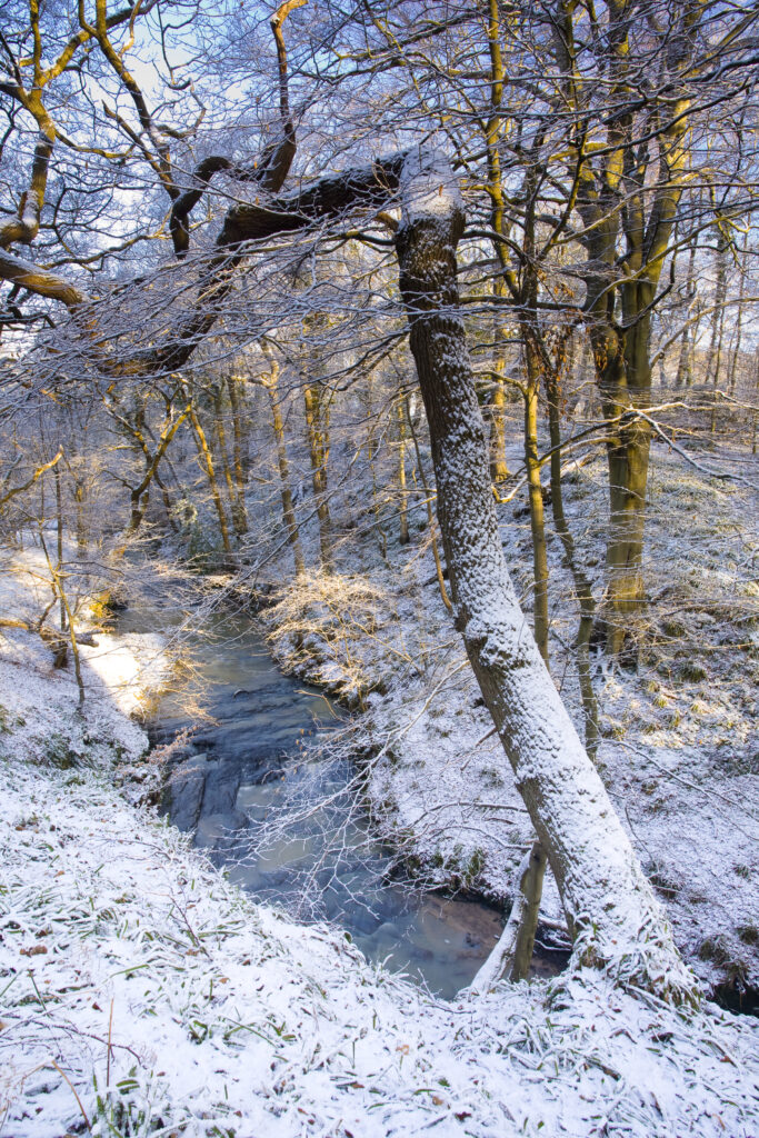 England, Northumberland, Plessey Woods Country Park. A recent snowfall transforms the woodland of the Plessey Woods Country Park.