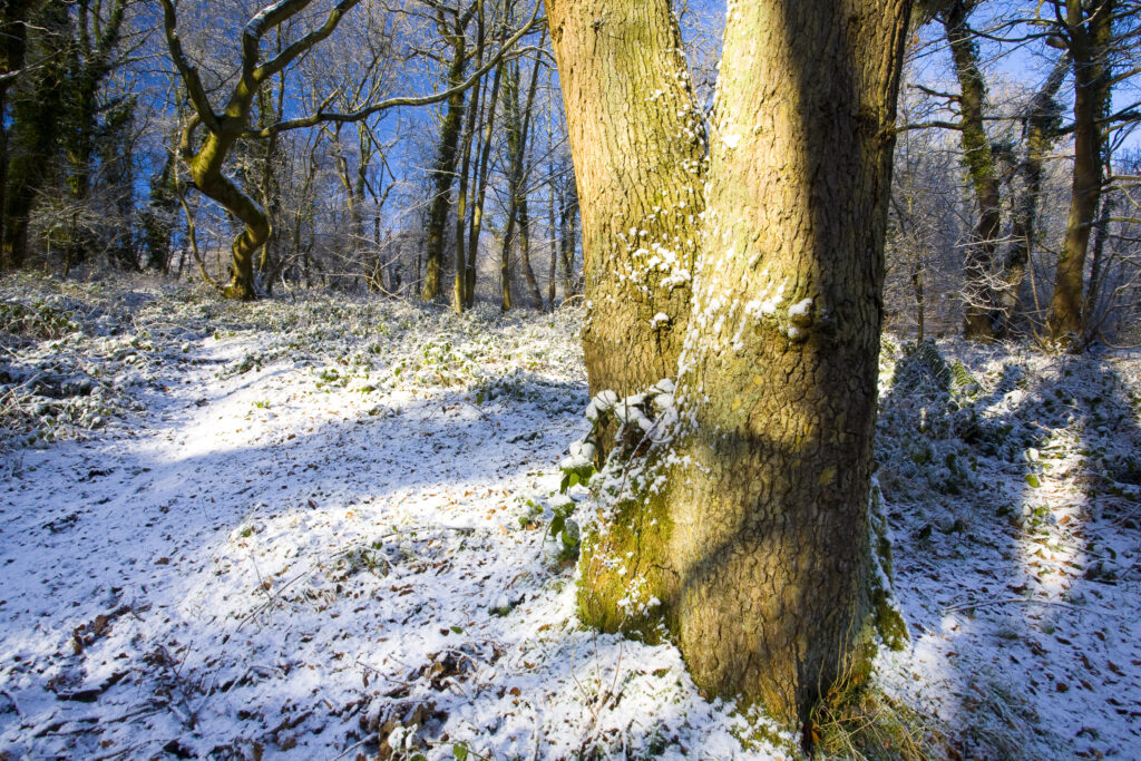 England, Northumberland, Plessey Woods Country Park. A recent snowfall transforms the woodland of the Plessey Woods Country Park.