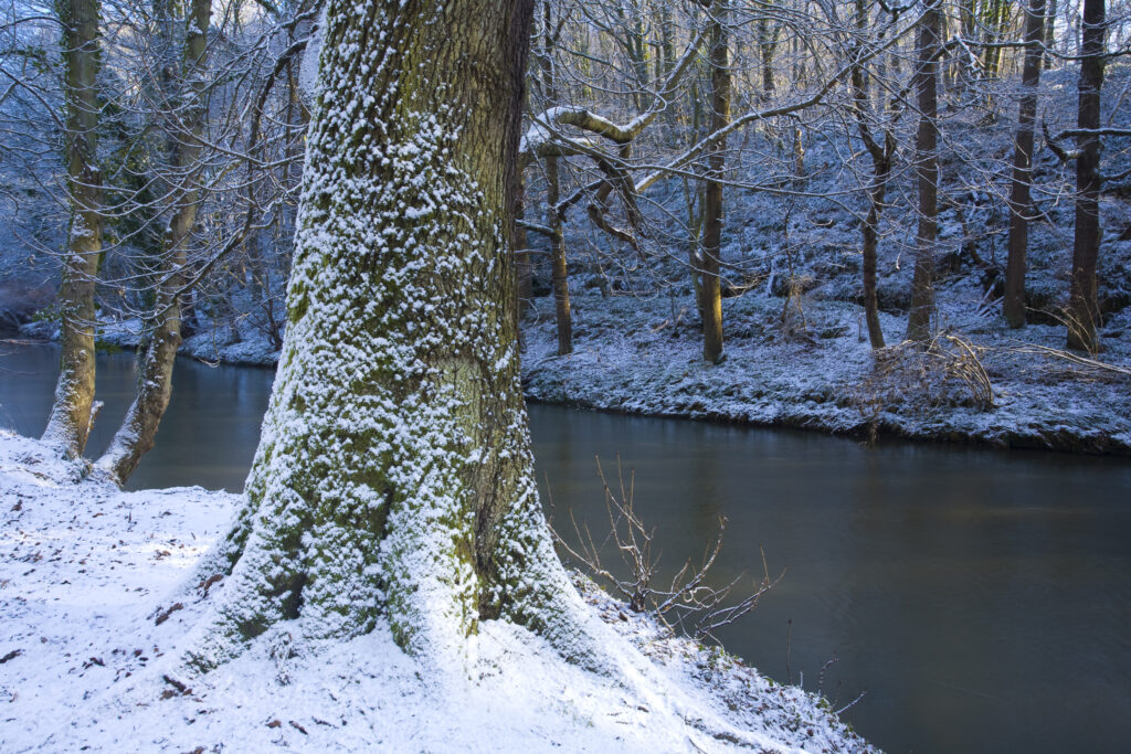 England, Northumberland, Plessey Woods Country Park. A recent snowfall transforms the woodland of the Plessey Woods Country Park.