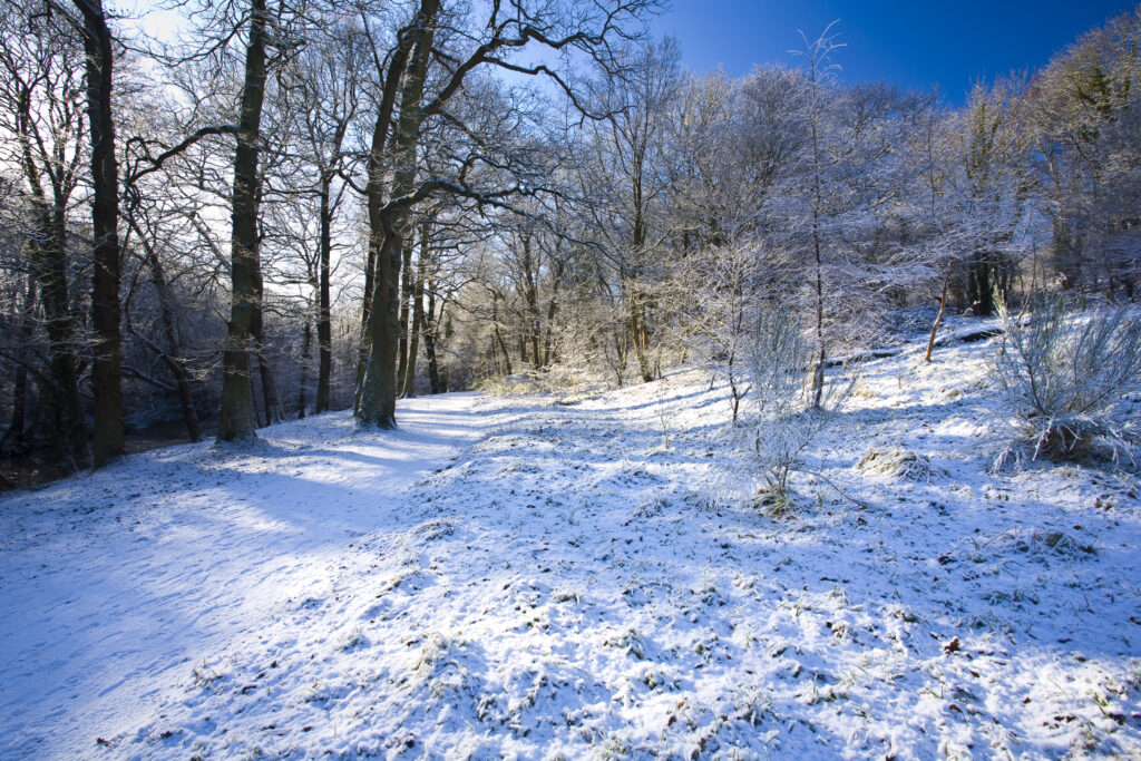 England, Northumberland, Plessey Woods Country Park. A recent snowfall transforms the woodland of the Plessey Woods Country Park.