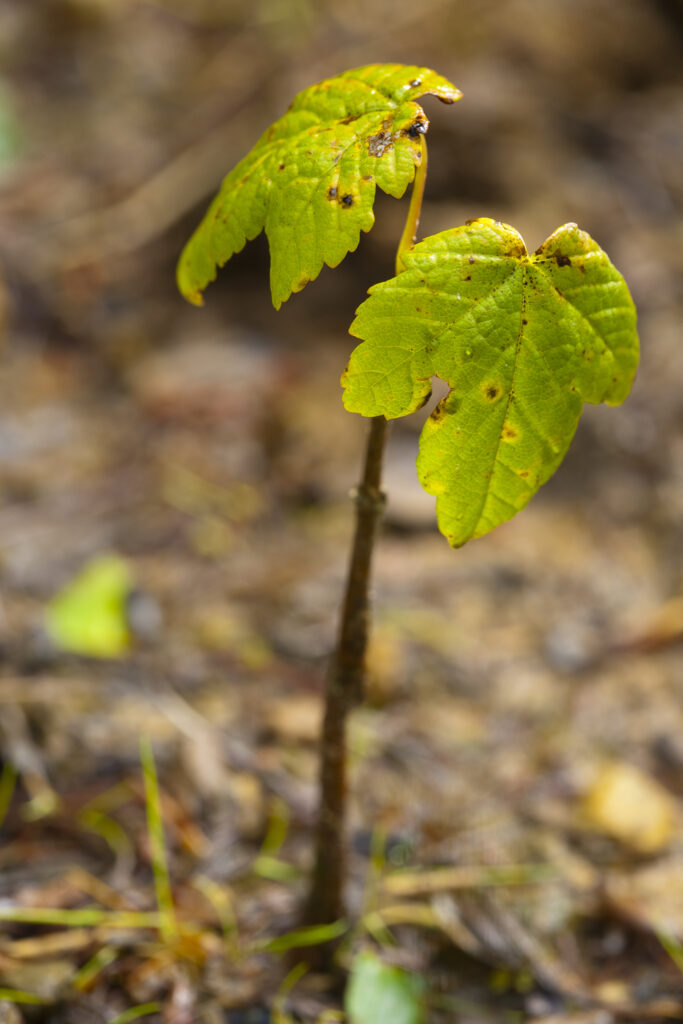 England, Northumberland, Rothbury. Sycamore sapling in a woodland near Rothbury.