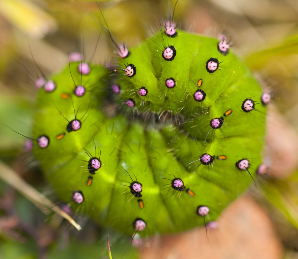 England, Northumberland, Rothbury. Emperor moth Caterpillar (Saturnia pavonia) found in moorland near Rothbury.