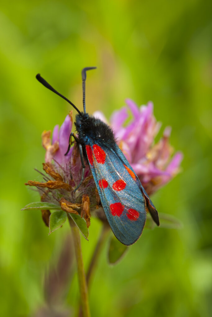 England, Tyne and Wear, Whitley Bay. Six-Spot Burnet Moth (Zygaena filipendulae) on a wild flower growing near the St Mary's Island local nature reserve.