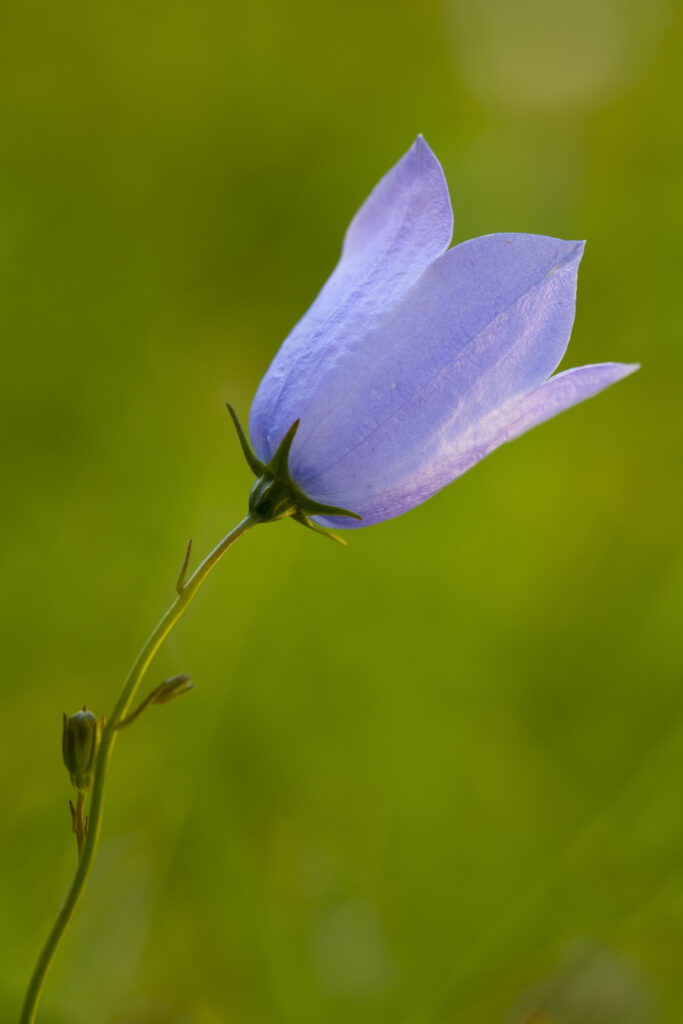 England, Tyne and Wear, Whitley Bay. Harebell (Campanula rotundifolia) growing near the St Mary's Island local nature reserve.