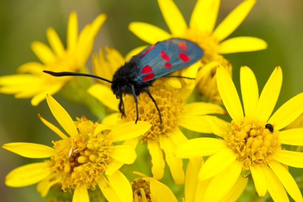 England, Tyne and Wear, Whitley Bay. Six-Spot Burnet Moth (Zygaena filipendulae) on a wild flower growing near the St Mary's Island local nature reserve.