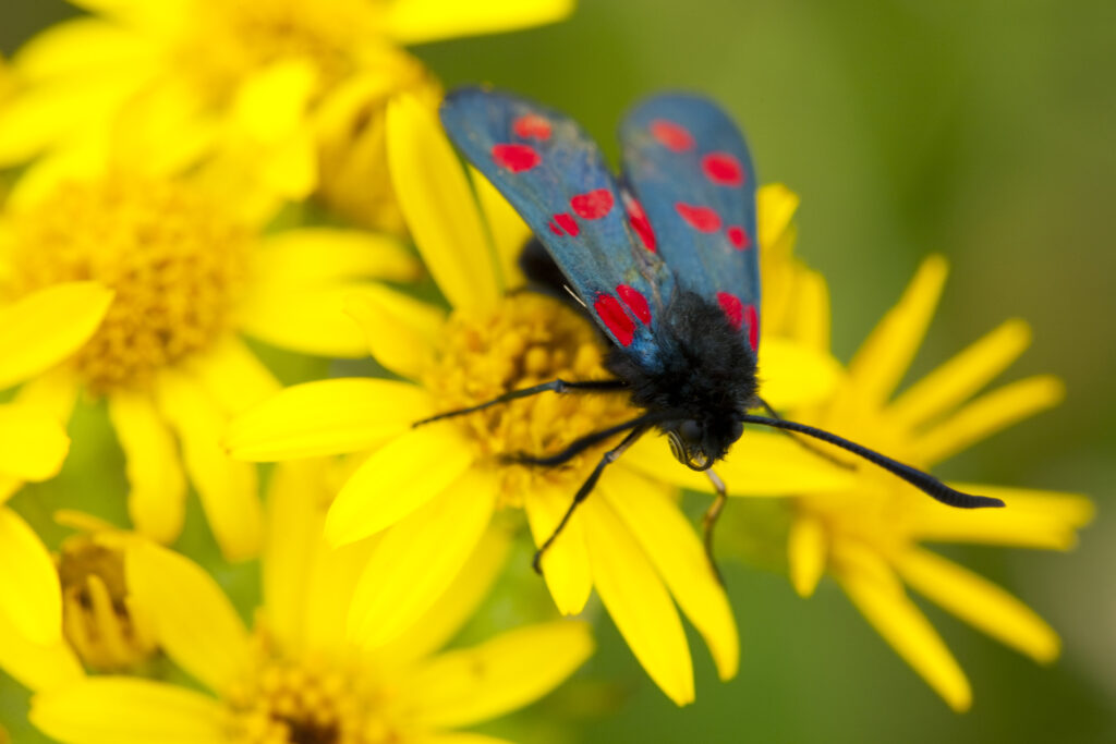 England, Tyne and Wear, Whitley Bay. Six-Spot Burnet Moth (Zygaena filipendulae) on a wild flower growing near the St Mary's Island local nature reserve.